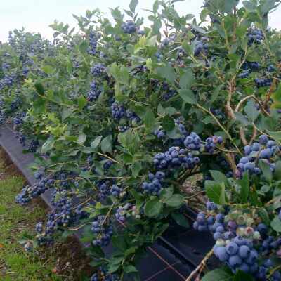 Nederlandse blauwe bes doet het goed bij Plus