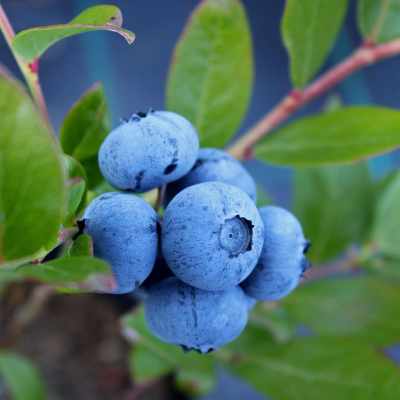 100% Nederlandse blauwe bessen bij PLUS supermarkten!