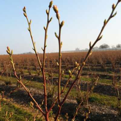 Lente op de blauwe bessenvelden