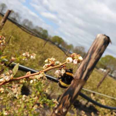 Bijen bestuiven blauwe bessen