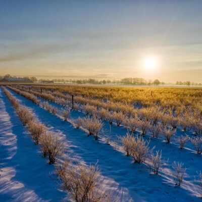 Sneeuw op de blauwe bessenvelden